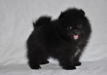 Black Teddy Bear Fluffy Pomeranian Puppies