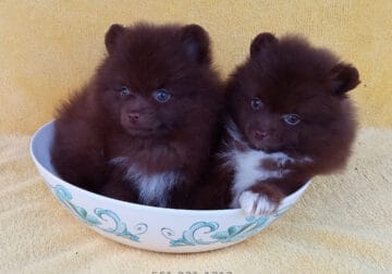 Teddy Bear Chocolate Pomeranian Puppies Females