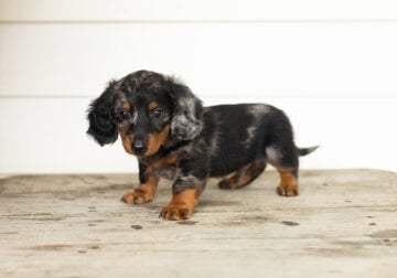 AKC Mini Dachshund male puppy in Indiana (Rex)