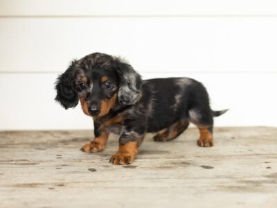 AKC Mini Dachshund male puppy in Indiana (Rex)