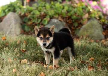 AKC Shiba Inu male puppy in Indiana (Carter)