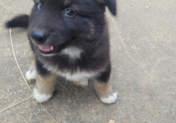 Siberian husky puppies