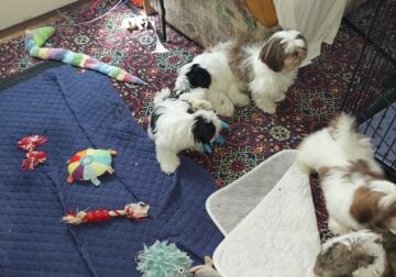 Shitzu puppies