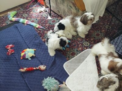 Shitzu puppies