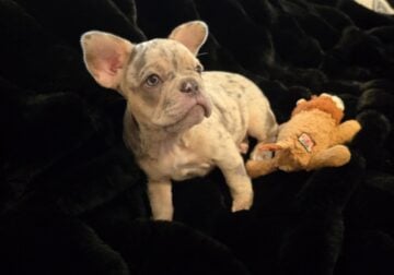 French Bulldog