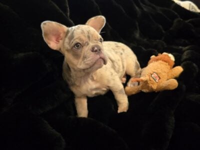 French Bulldog