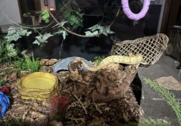 Banana Ball Python For Sale