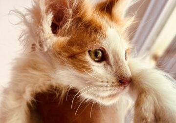 Maicon kittens