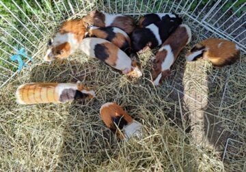 Female Rescue Guinea Pigs