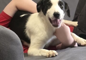 Dawei Border Collies puppies