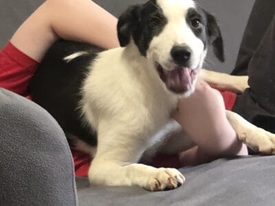 Dawei Border Collies puppies
