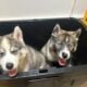 Wooly and plush Siberian Husky Puppies