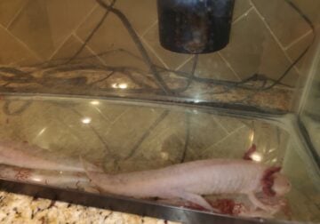 Axolotles