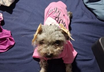 Toy Poodle