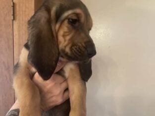 Bloodhound puppies