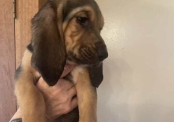 Bloodhound puppies