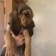 Bloodhound puppies