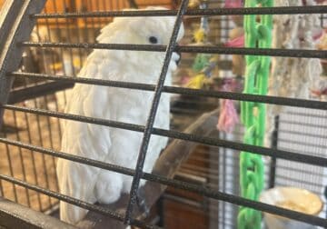 Cockatoo