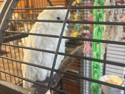Cockatoo