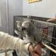 AFRICAN GREY FEMALE