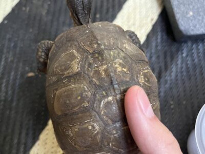 Juvenile 3 toed box turtle