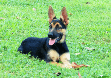 German Shepherd Dog Puppy-Laredo