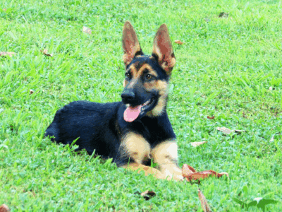 German Shepherd Dog Puppy-Laredo