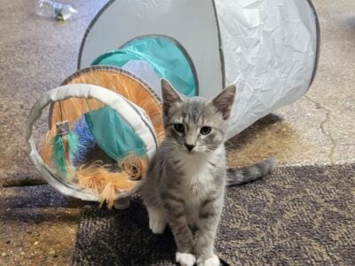 Free Kitten