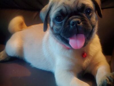 CKC and ACA registerable pugs
