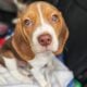 Purebred Beagle Male #2