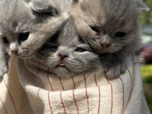 British Shorthair Blue kittens