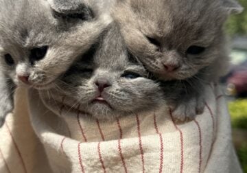 British Shorthair Blue kittens