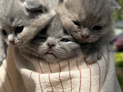 British Shorthair Blue kittens