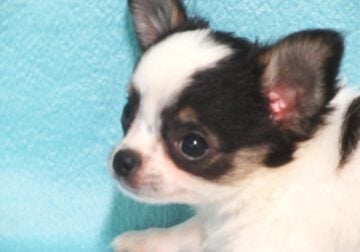 Cody, tiny applehead longcoat boy Chihuahua