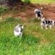 Puppies / Corgi 50% Border Collie 50%