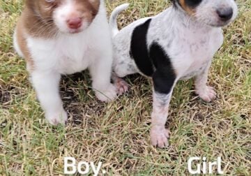Chihuahua Puppies