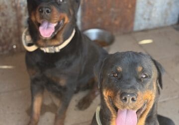 Rottweiler Puppies for sale