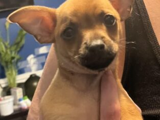 Puppy Available