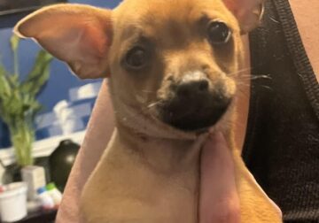 Puppies Available