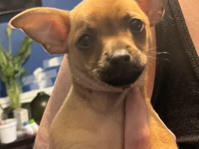 Puppy Available
