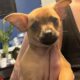 Puppies Available