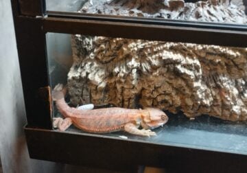 Red Bearded Dragon w/habitat