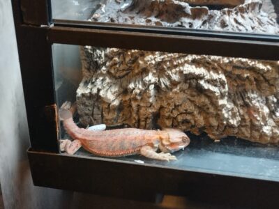 Red Bearded Dragon w/habitat