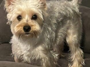 Female yorkie
