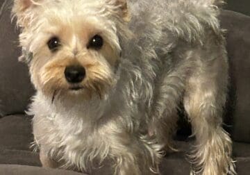 Female yorkie