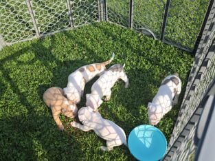 Pitbull puppies