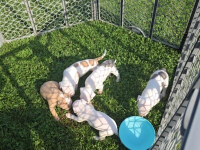 Pitbull puppies