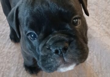 Blue Ribbon Generational Olde English Bulldogges