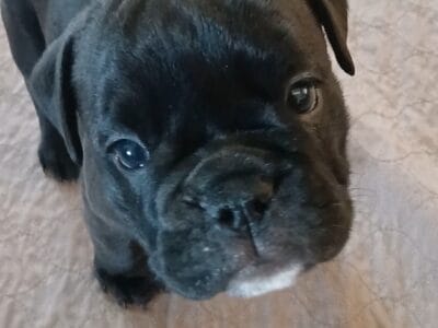Blue Ribbon Generational Olde English Bulldogges