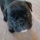 Blue Ribbon Generational Olde English Bulldogges